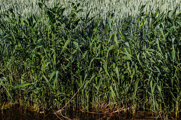Obraz premium Green young wheat field 