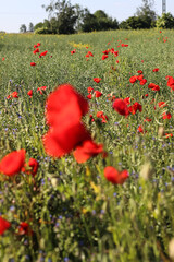Obraz premium Red poppy seed flower field 