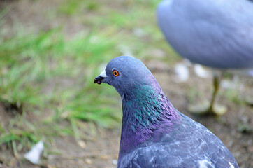 colourful pidgeon on pond shore close up