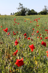 Red poppy seed flower field 