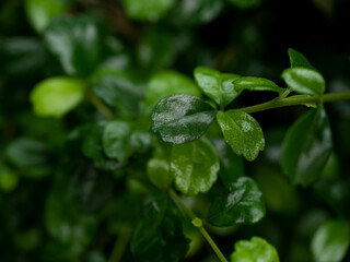 Pentagram leaf texture background with copy space provided.