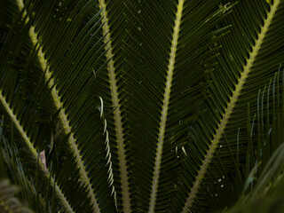 Abstract spiky leaf texture background with copy space provided.