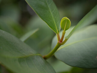 Sprout round leaf texture background with copy space provided.