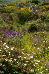 Fototapeta premium Landscape of wild beautiful mediterranean flowers