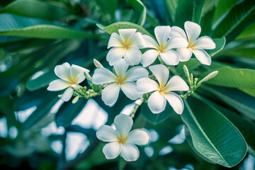 plumeria flower on the tree by blur and green leaves background.