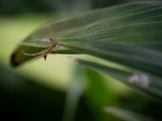 Closeup red ant on a green leaf. 
