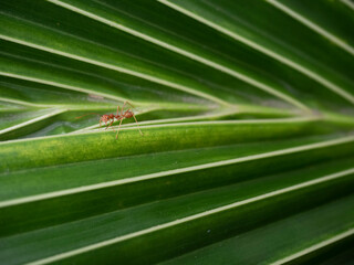 Closeup red ant on a green leaf. 