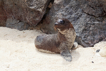 Sea lion cub