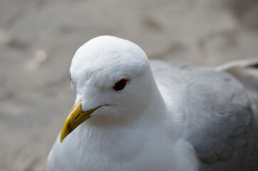 beautiful white seagull close up head photo