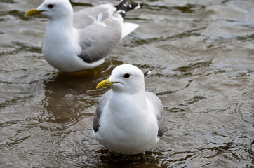 seagulls in summer pond close up