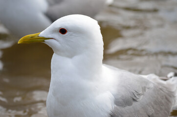 beautiful white seagull close up head photo