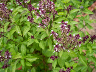 Sweet Basil, Thai Basil, Ocimum basilicum Linn soft focus. Close up Thai herb basil trees or sweet...