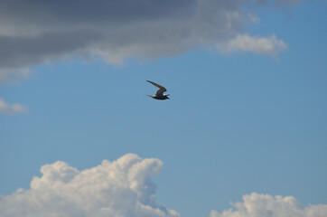 arctic tern bird flying on blue summer sky