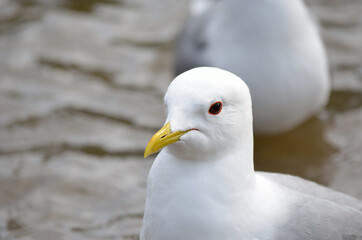 beautiful white seagull close up head photo