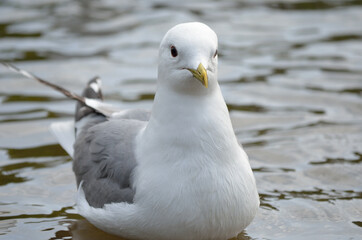 seagull relaxing in summer pond
