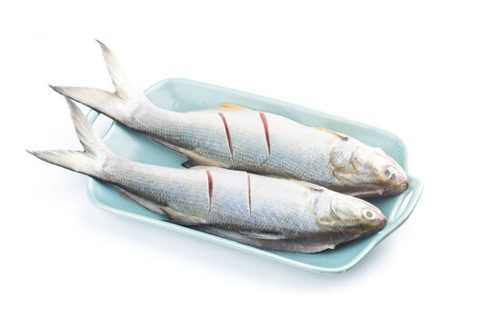 Fourfinger threadfin  fish isolated on white background, Eleutheronema tetradactylum