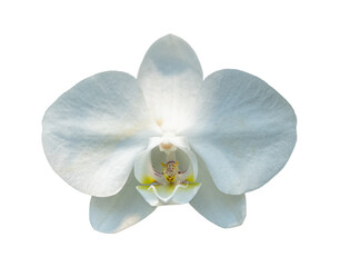 white orchid flower on bottom of cluster