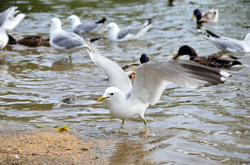 seagulls in summer pond feeding