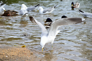 seagulls in summer pond feeding