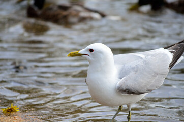 seagulls in summer pond feeding