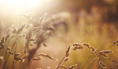 sunset in the grass