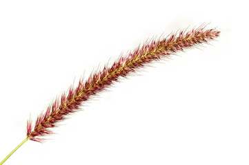 red fox tail grass flower isolated on green