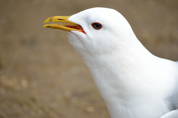 white seagull eating food close up