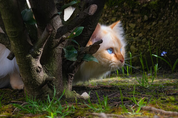 Naklejka na ściany i meble Birman cat lurking behind a tree trunk