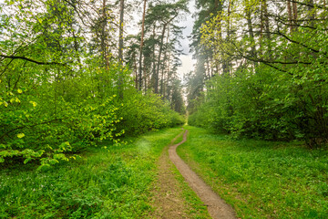 Fototapeta na wymiar Scenic view in beautiful spring forest with green grass and bushes around the path, trees and small road, leading far away, spring nature reserve landscape