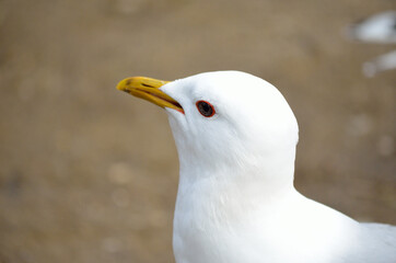 white seagull eating food close up
