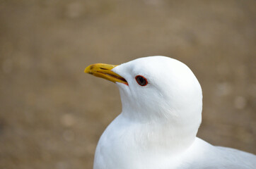 white seagull eating food close up