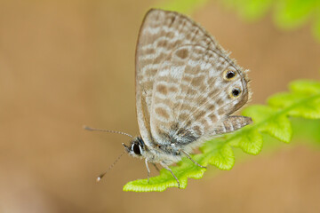 Fototapeta na wymiar Leptotes pirithous, mariposa de color marrón y blanca sobre la hoja del helecho.