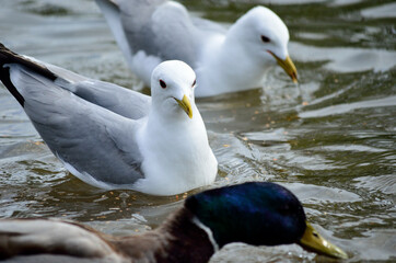 ducks and seagulls in summer looking for food
