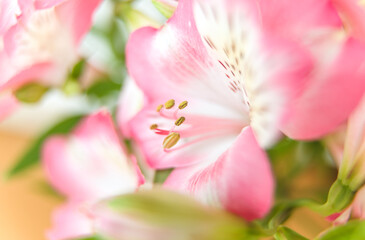 Naklejka na ściany i meble Alstroemeria flowers