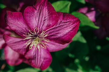 pink and white flower