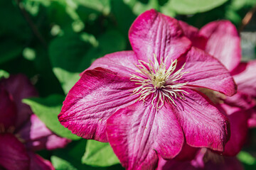 pink hibiscus flower