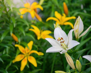 Flower of white lily in the garden