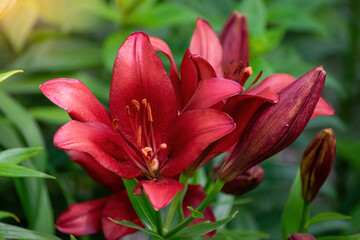 Obraz na płótnie Canvas flower of red lily close up
