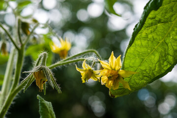 Tomatenblüte