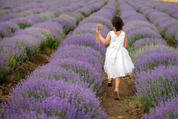 Back view of a beautiful little girl enjoying and running between rows of blooming lavender