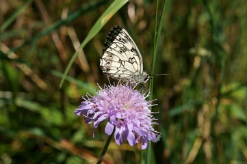 Papillon posé sur une fleur.