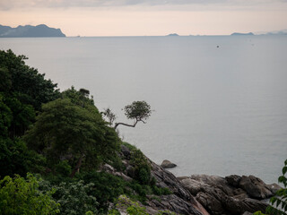 Stony coast and a lonely tree on the rocks. 
