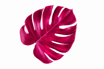 One red jungle monstera leaf isolated on white background.