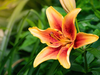 Fototapeta premium Flower of yellow lily in the garden