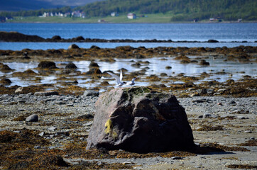 arctic tern birds landing on sea shore boulder