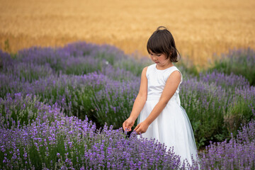 Adorable little girl in a lavender field