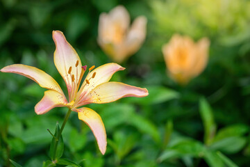 Flower of yellow lily in the garden