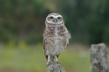 Close up owl portrait in nature