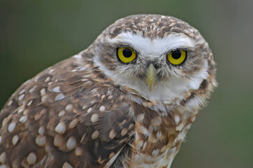 Barn owl close up staring at the camera