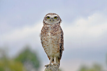 Close up owl portrait in nature